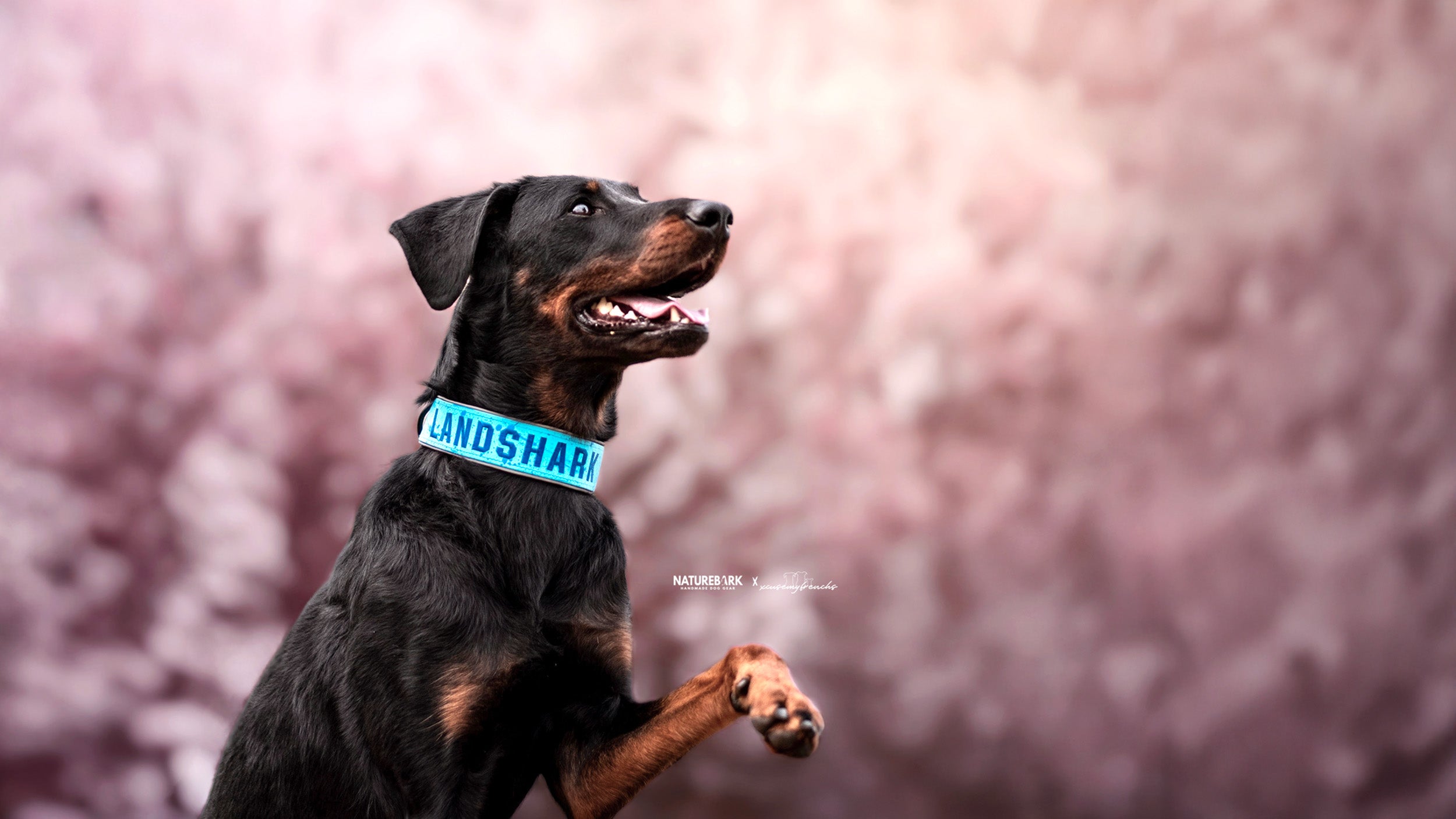 NatureBark - NB Chain Halsband Kettenhalsbnder | Pulverbeschichtetes  Kettenhalsband  NatureBark | Handmade DogGear