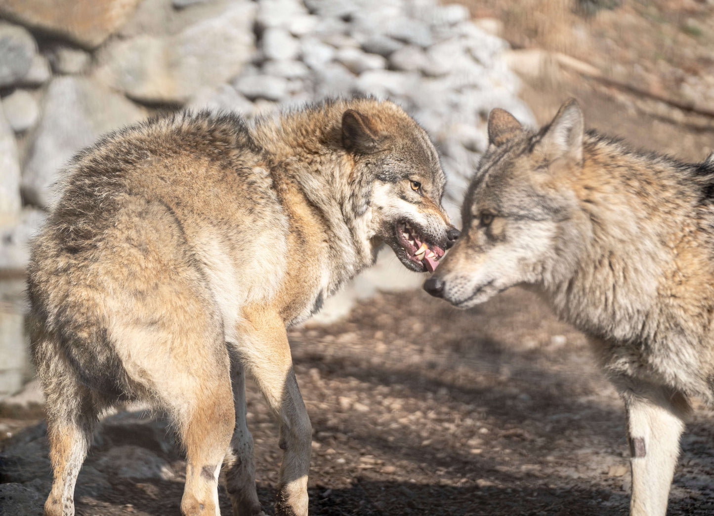 „Das hat der noch nie gemacht!“ 🐺🐶