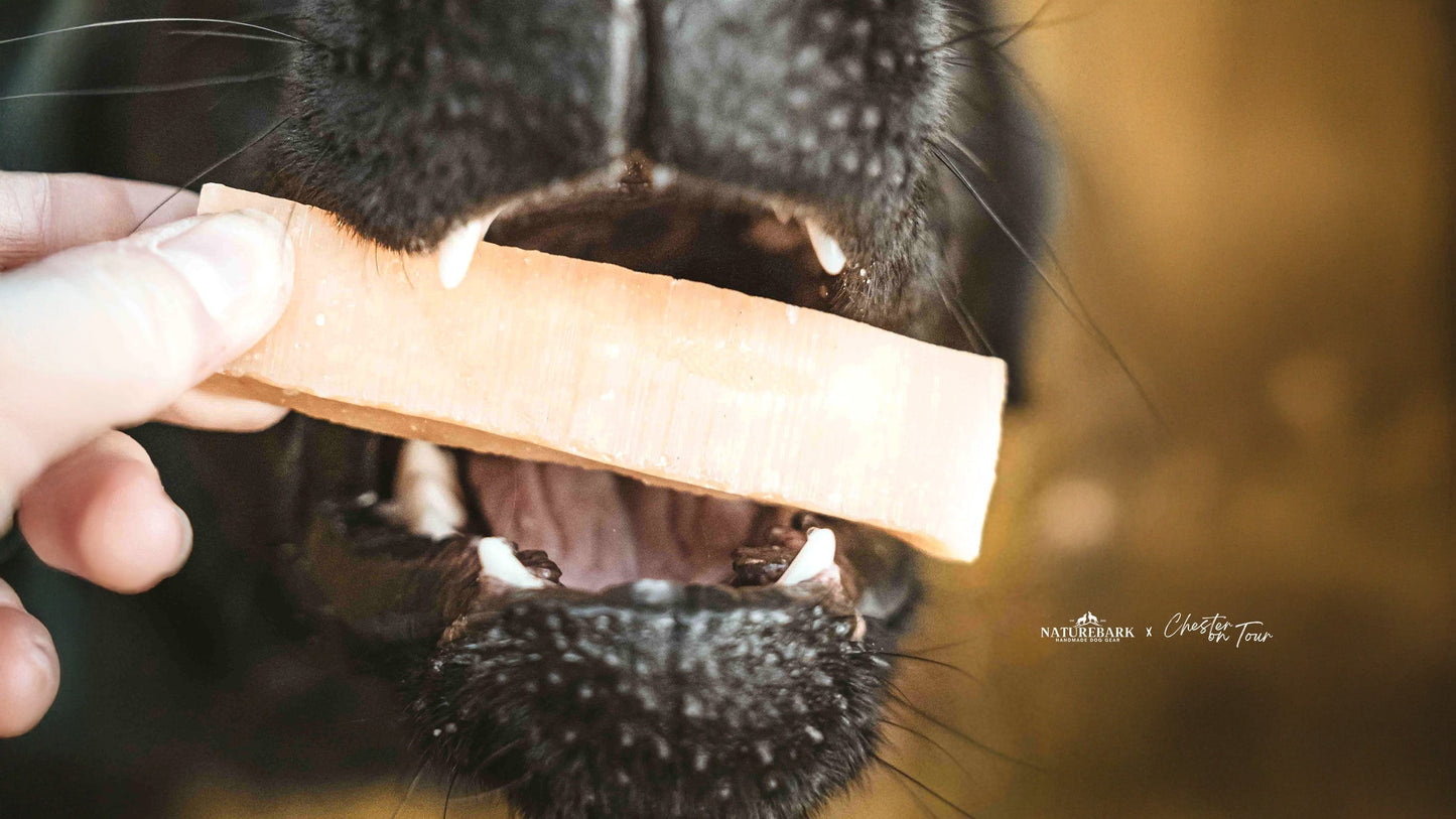 Der perfekte Snack für deinen Hund?