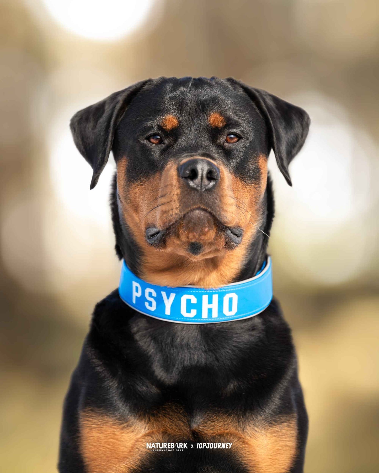 dog gear halsband Aqua Extreme Halsband | CUSTOM MADE | Tactical Collar – NatureBark